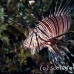 lionfish_common_nus_h_0705_png1827.jpg